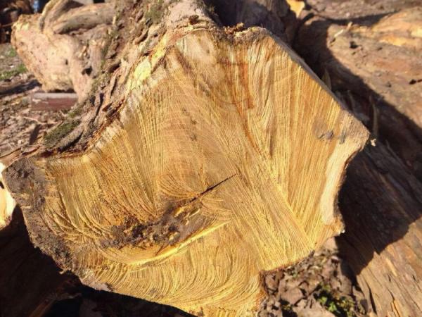 鄉下一種&OpenCurlyDoubleQuote;四照樹&rdquo;，樹心一方價值&OpenCurlyDoubleQuote;萬金&rdquo;，古代人稱&OpenCurlyDoubleQuote;帝王木&rdquo;