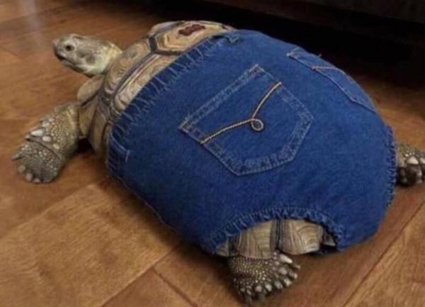 45張真實無PS照片,不看不知,用事實證明,動物們真的很可愛 45張真實無PS照片,不看不知,用事實證明,動物們真的很可愛