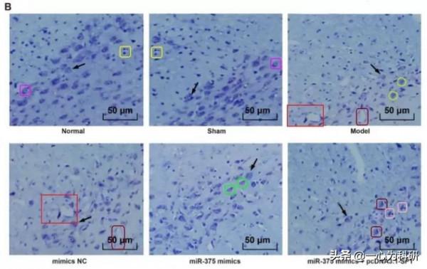 貴州省三家機構聯合發表的論文竟出現圖片拼接 貴州省三家機構聯合發表的論文竟出現圖片拼接