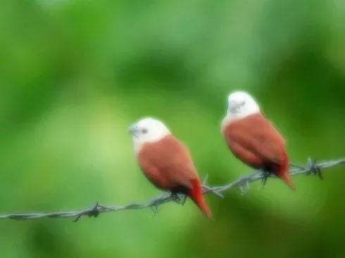 漂亮的愛情鳥---文鳥