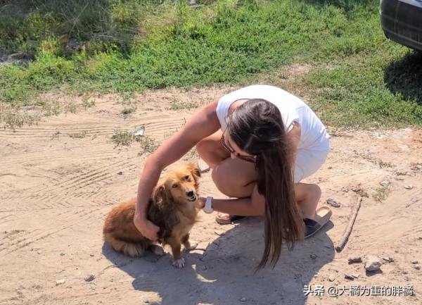 3只小狗被傷害，流浪狗媽難以接受，每天反覆尋找，兇手倒挺自在