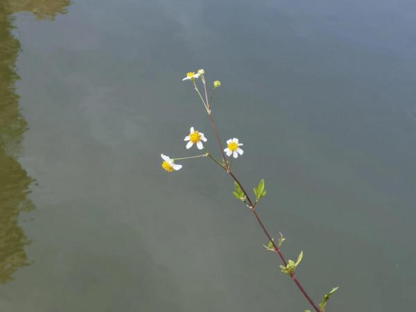 順手留影,我的貼身相機華為 Mate 40 pro+ 順手留影,我的貼身相機華為 Mate 40 pro+