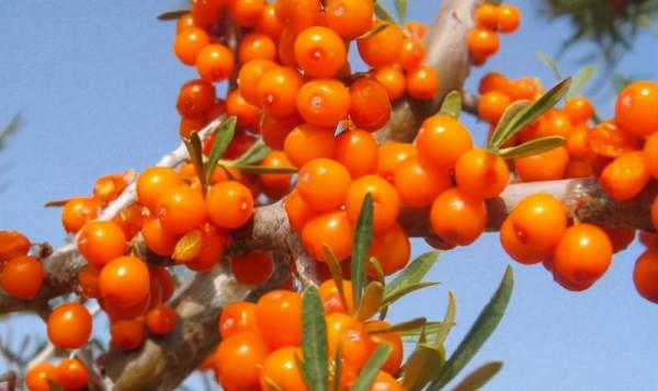 沙棘怎麼火了？應該怎麼吃？吃了有啥好處？