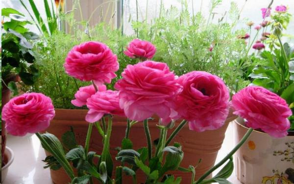 100種常見花卉的播種栽培大全,送給愛養花的你 100種常見花卉的播種栽培大全,送給愛養花的你