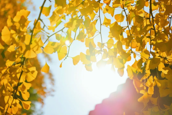 詩詞丨每個想家的人，心裡都有一首詩