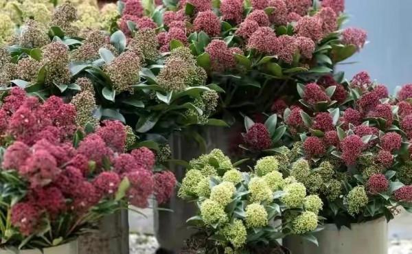 紅玉珠，顏值高，吉祥，有毒注意一下就ok了，就是價格高呀