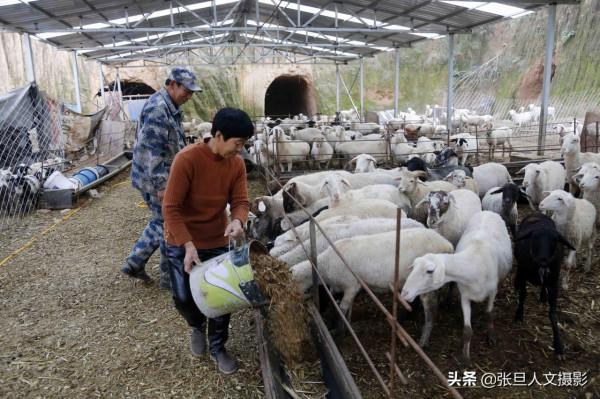 臨汾58歲老漢秸稈回收成了羊司令 一年資產變成三十萬 驚動電視臺
