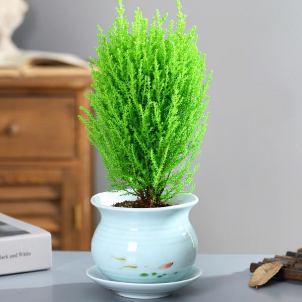 摸一摸滿手香氣，好看又好養，散發著檸檬清香