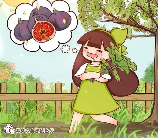 無花果不愁不會挑,簡單3招,店老闆都直呼內行 無花果不愁不會挑,簡單3招,店老闆都直呼內行