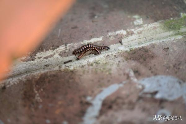 趕盡殺絕,花園裡最痛恨的蟲子 | 園丁 趕盡殺絕,花園裡最痛恨的蟲子 | 園丁