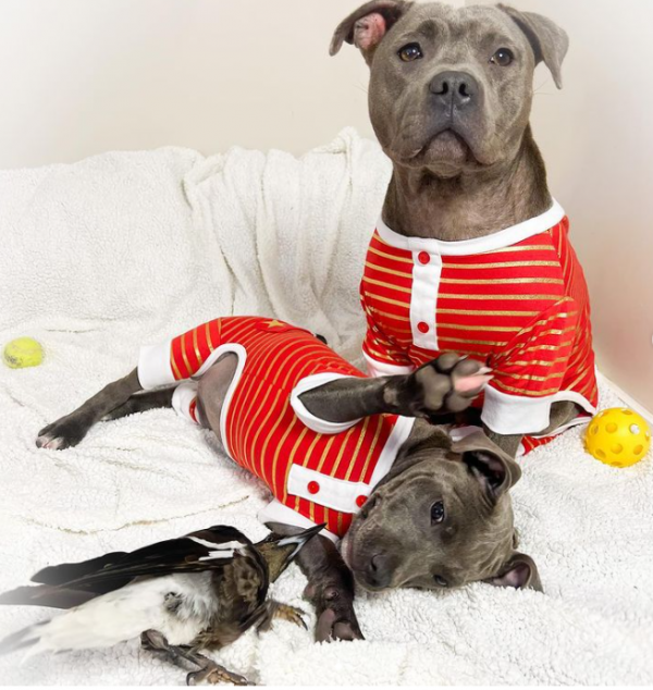 鬥牛㹴和喜鵲竟然成了形影不離的好朋友，喜鵲以為自己也是狗