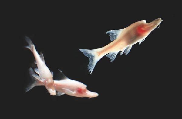 萬里長江最深處在哪？為渤海最深處的3倍，歷史上沉船無數