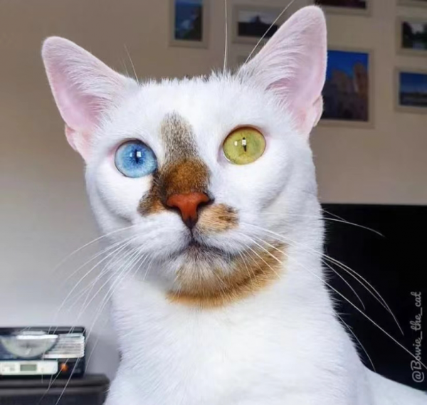 大橘擁有罕見瞳色，引發全網熱議：“全世界找不到第二隻！”