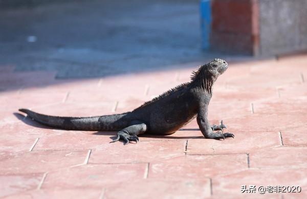 我拍的10種動物,你能認出一半就很厲害了 我拍的10種動物,你能認出一半就很厲害了