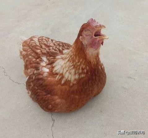 雞群伸脖、張嘴、喘氣,咋回事?搞懂這4點,養雞人輕鬆應對 雞群伸脖、張嘴、喘氣,咋回事?搞懂這4點,養雞人輕鬆應對