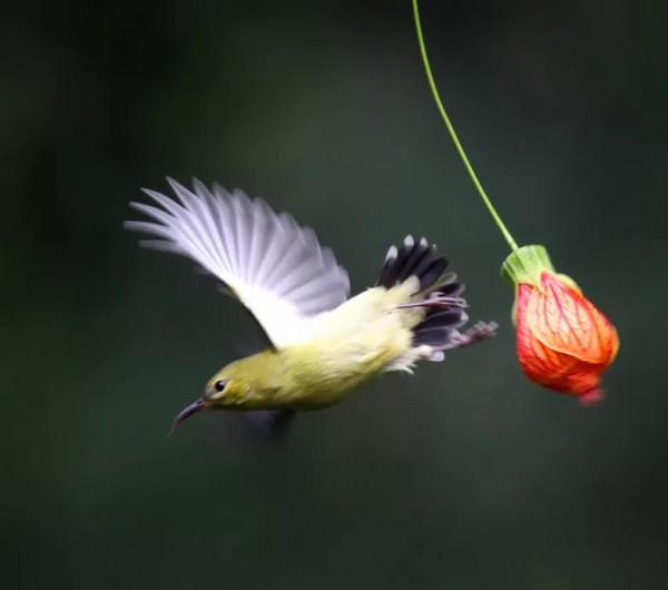 太陽鳥吃燈籠花是真，是假