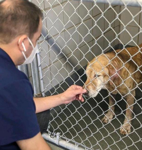 老狗與主人10年後重逢，它一眼就認出“爸爸”，眼裡含滿了淚水