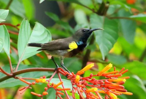 分享圖片一紫喉花蜜鳥 特別罕見珍貴的小鳥
