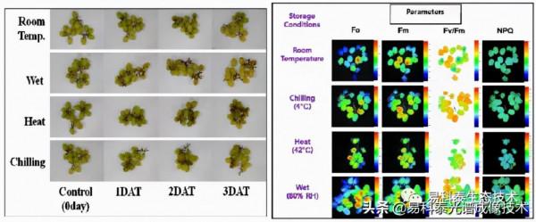 FluorCam葉綠素熒光成像技術應用於果實品質檢測與光合生理研究 FluorCam葉綠素熒光成像技術應用於果實品質檢測與光合生理研究