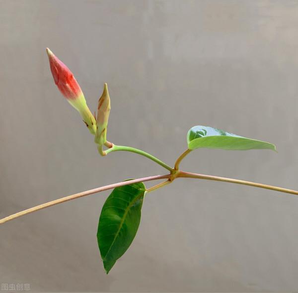 34種常見花草耐凍極限溫度，哪些該搬到室內養，一清二楚