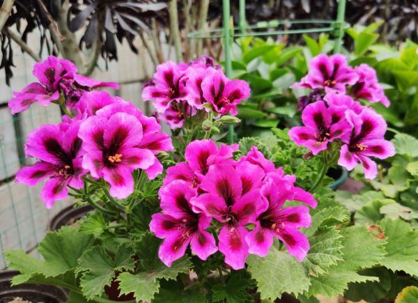 想養好天竺葵，要記住“4點”，即使是新手，也能養爆盆