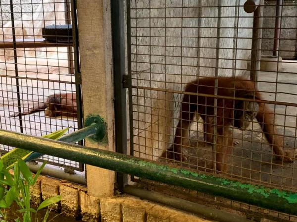 被囚禁水泥牢籠38年,一隻眼睛含淚的猩猩,成了無數人心中的痛 被囚禁水泥牢籠38年,一隻眼睛含淚的猩猩,成了無數人心中的痛