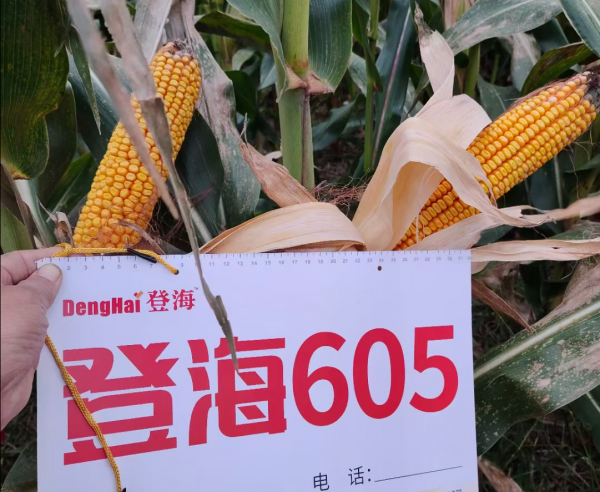 當前，黃淮海占主導地位的玉米品種有哪些？今天告訴你