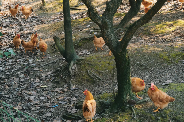 咕咕噠！挖到一家店，打車300塊都值得專程跑一趟