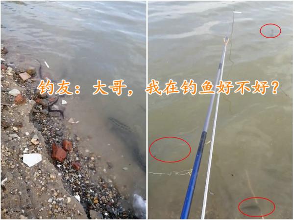 珠江邊成群泥鰍、黃鱔、黑魚亂竄，附近釣魚人：直直朝我們游來
