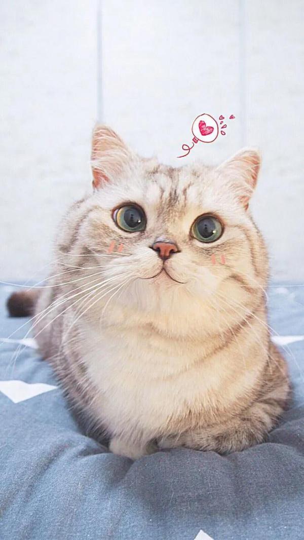 貓之間不為人知的情感表達，竟然與人之間有許多相似之處