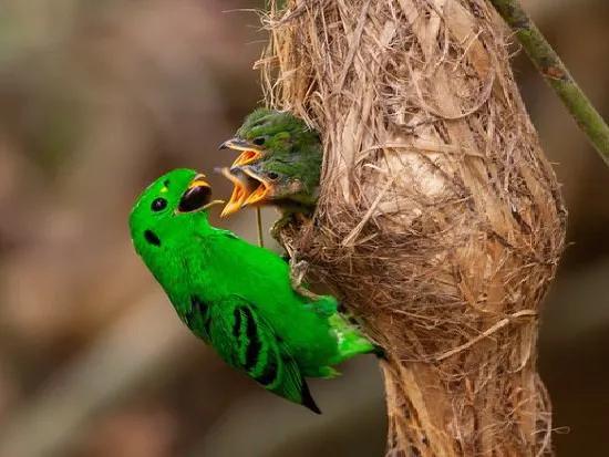 自帶笑臉的小綠鳥