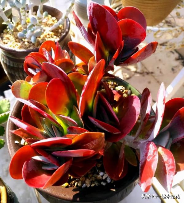 十月養多肉，教你幾個小技巧，快速上色，30天養成群生肉墩子