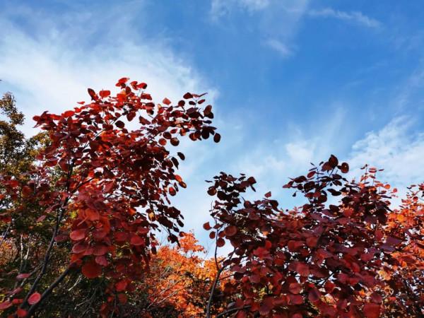 太喜歡秋天啦，帶你看紅葉奇觀