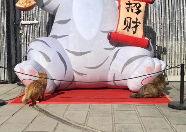 小貓咪都是怎樣&OpenCurlyDoubleQuote;爭寵&rdquo;的？