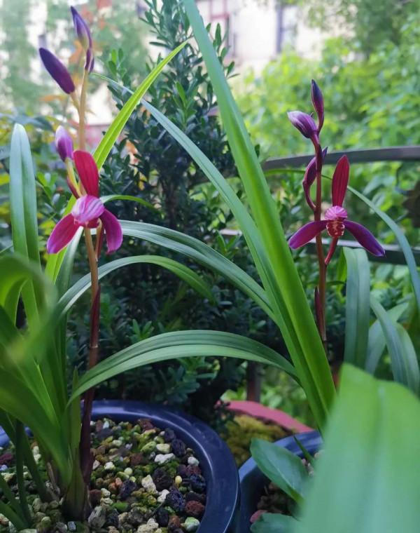 掌握秋季蘭花5步上盆法,半個月就能服盆,省錢省力還省心 掌握秋季蘭花5步上盆法,半個月就能服盆,省錢省力還省心