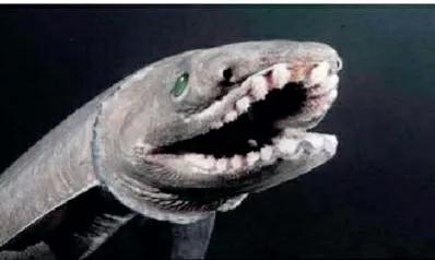 世界上最原始的鯊魚，就是醜了一點點