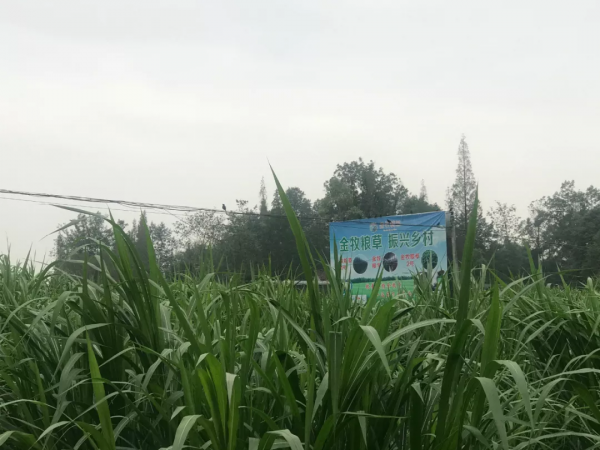 三農觀察特稿｜金牧糧草承載“飼草皇后”的鄉村振興夢