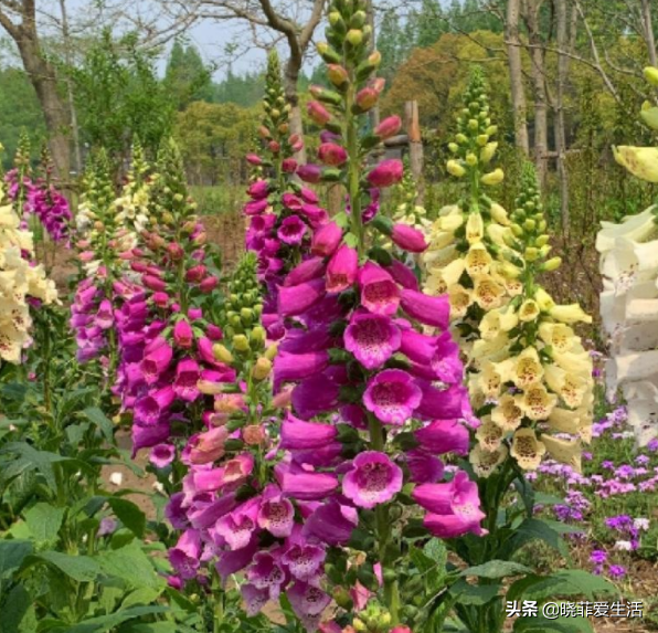 認識10種漂亮的“有毒花”，漲見識，避免傷害