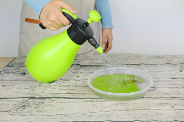 1種花放水裡就能活，卻不適合有孩子的家養，很可能變“水簾洞”