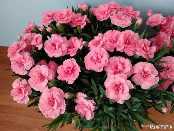 花市“一次性”的盆栽，開完花就死，未免太可惜