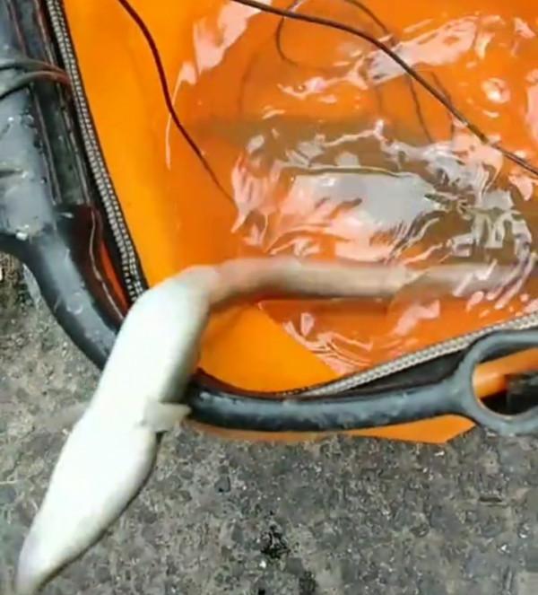 錢塘江鰻魚“大暴走”,有人3小時釣起七八條,大的1米多長 錢塘江鰻魚“大暴走”,有人3小時釣起七八條,大的1米多長