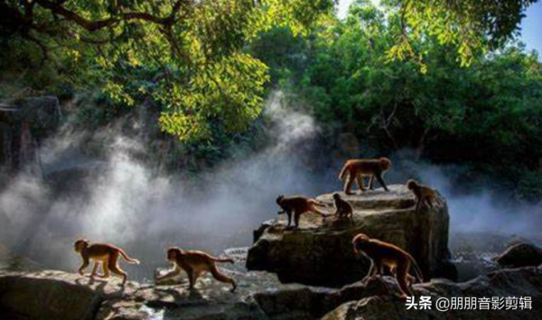 天下第一猴山，真是人間仙境