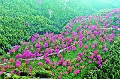 無量冬櫻燦若霞