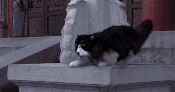 熱播新劇被疑虐殺動物，遭全網抵制：這世間，真的有因果報應