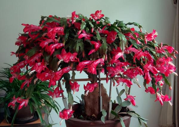 立冬後，這3種花卉愛“喝油”，兩週喂一次，花開滿枝頭