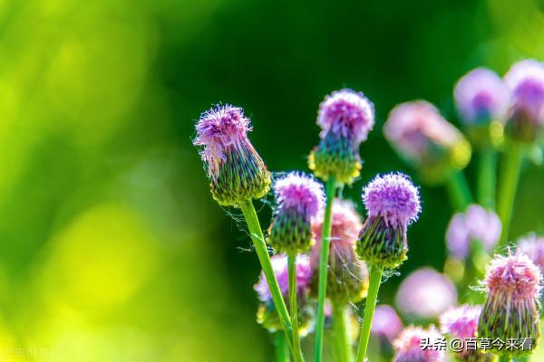 68種可食用的藥用植物，開的花好看，能吃，還養生（三）