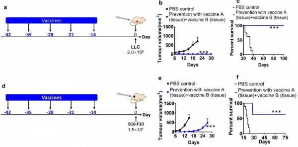 蘇州大學用癌細胞重組奈米疫苗，8只受試鼠全部實現肺癌預防痊癒