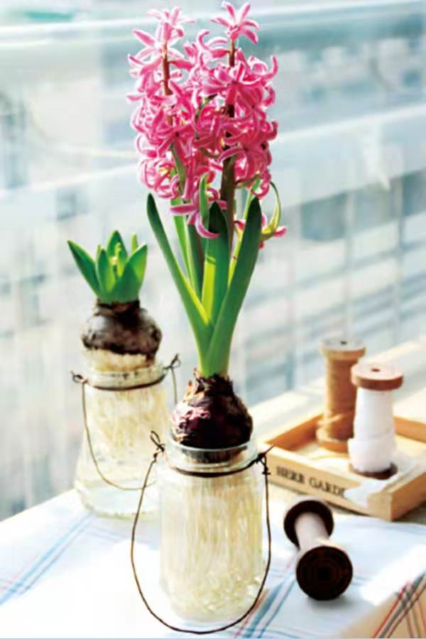 球根植物怎麼養？教你水培風信子