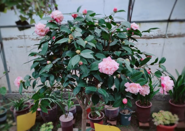 冬天好看“卻難養”的4種花，既然買了就要養好，教你養護技巧