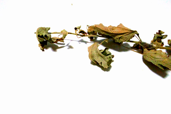 陽氣補得好，血管也能更健康！秋冬陽氣易散，中醫有4法昇陽